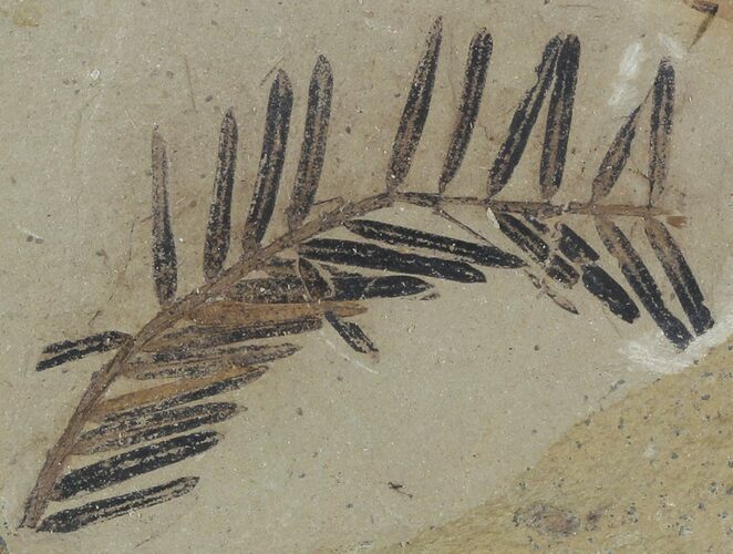 Metasequoia (Dawn Redwood) Fossil Plate - Montana #52183